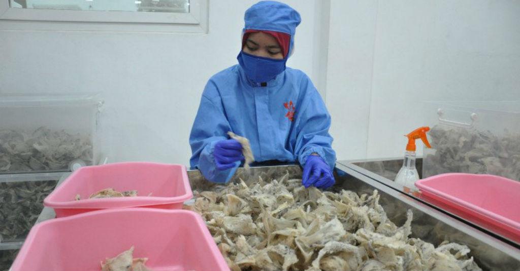 Moeldoko Sinergi Kementan Kembangkan Komoditas Porang dan Walet