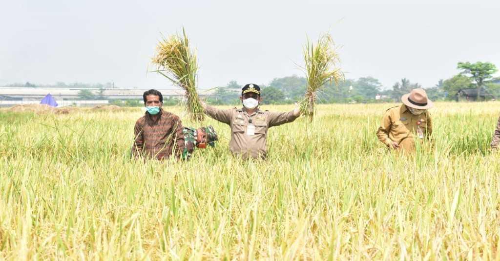 BPS: Ekspor Pertanian Januari -Juli 2021 Tumbuh Positif 8,72 Persen