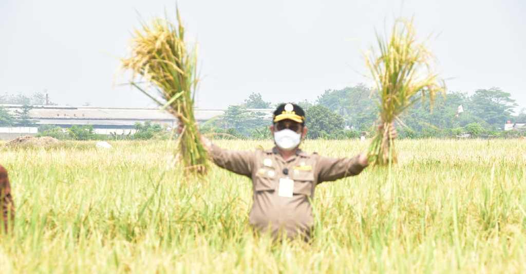 Komisi IV Nilai Positif Kinerja Kementan Selama Pandemi Covid-19