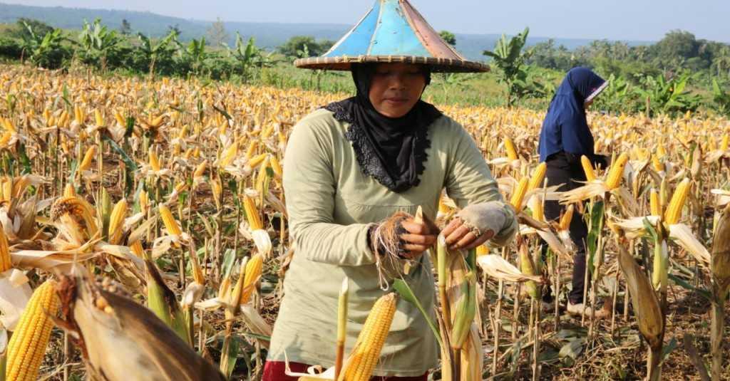 Kementan Siap Tunjukkan Lokasi Stok Jagung