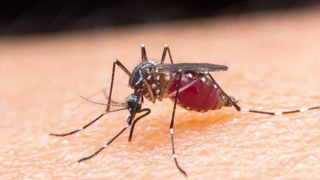 RTS,S Jadi Vaksin Malaria Pertama di Dunia, Kemenkes Konsultasi dengan WHO