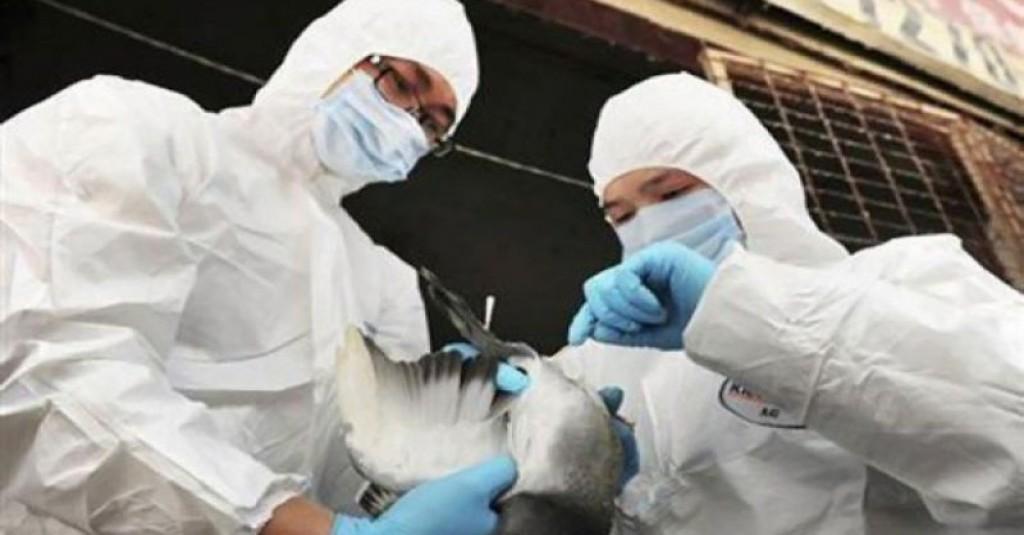 Jepang Mendeteksi Kasus Flu Burung Pertama di Musim Dingin 2021, 143.000 Ekor Ayam Petelur Dimusnahkan