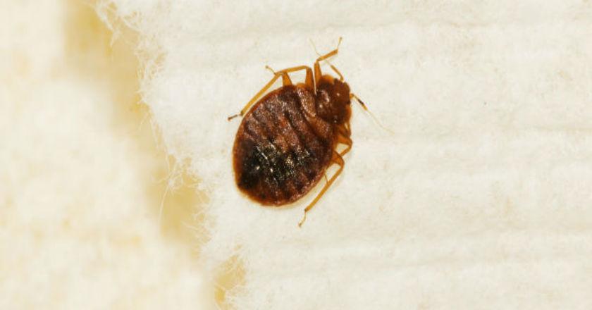 Hati-Hati Menumpuk Pakaian Kotor, Binatang 'Vampir' Bisa Datang