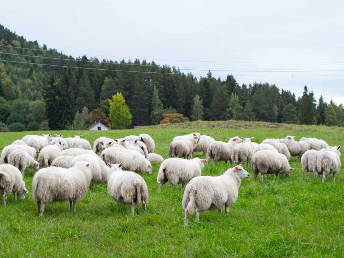Warga Muslim Dunia Rayakan Idul Adha