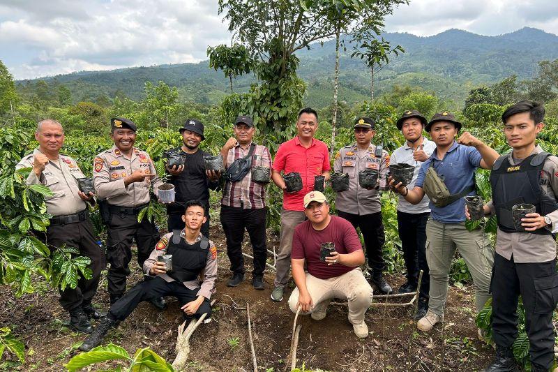 Polisi Berhasil Ungkap Ladang Ganja dalam Kebun Kopi di OKU Selatan