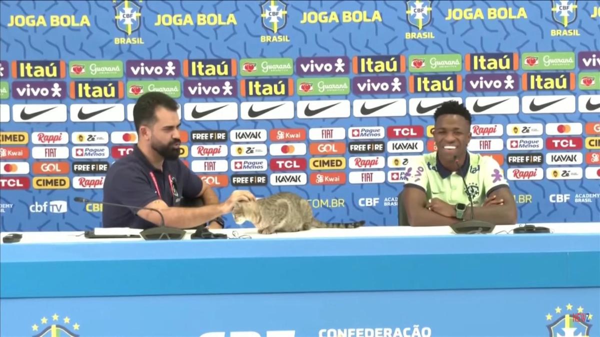 Serba-serbi Piala Dunia 2022: Momen Kocak Kucing 'Mejeng' di Meja saat Jumpa Pers Vincius Jr